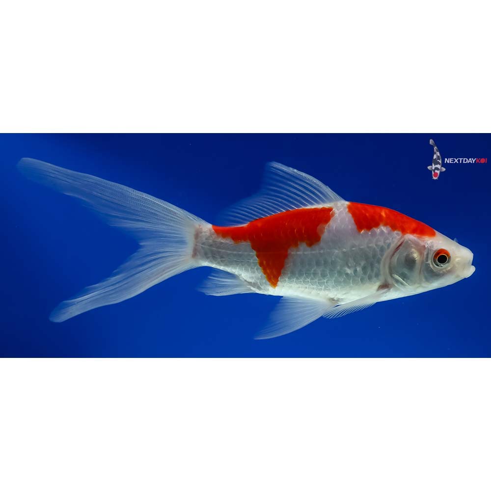 6.5” Sarasa Comet - Image 4