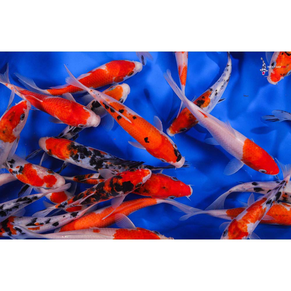 6-7" Imported Kohaku and Sanke Koi Mix
