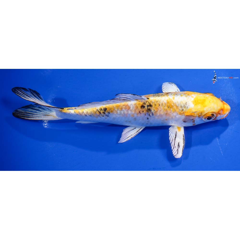 7” Imported Yamato Nishiki - Image 2