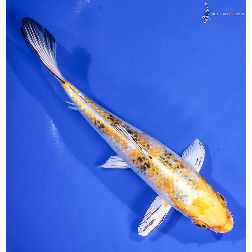 7” Imported Yamato Nishiki - Image 3