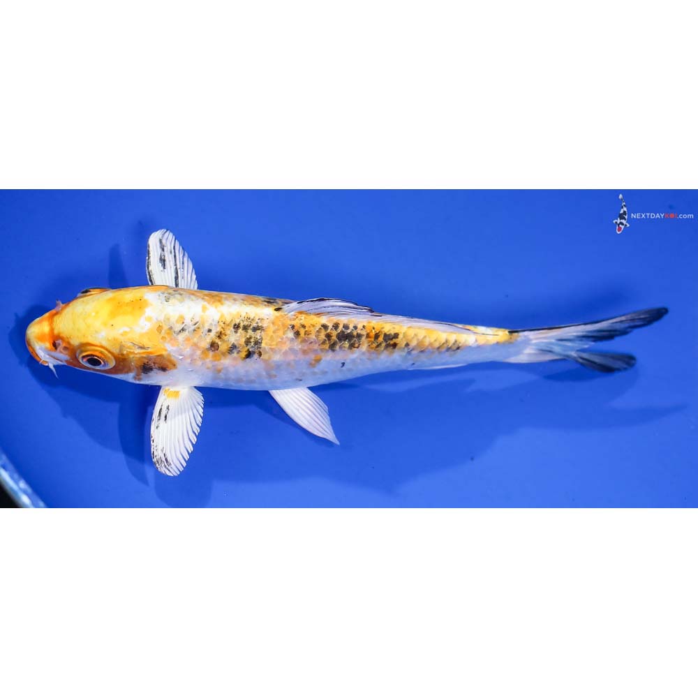 7” Imported Yamato Nishiki - Image 4