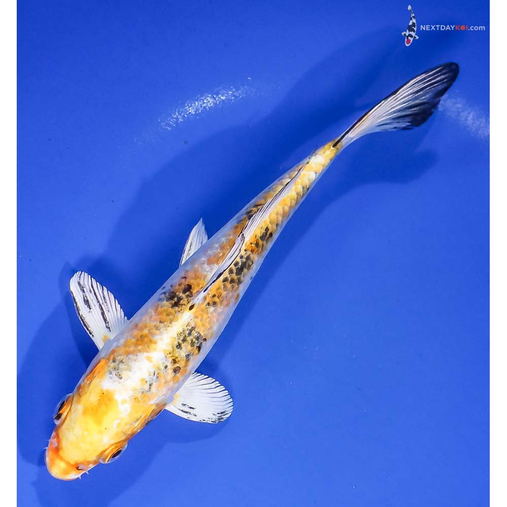 7” Imported Yamato Nishiki - Image 5