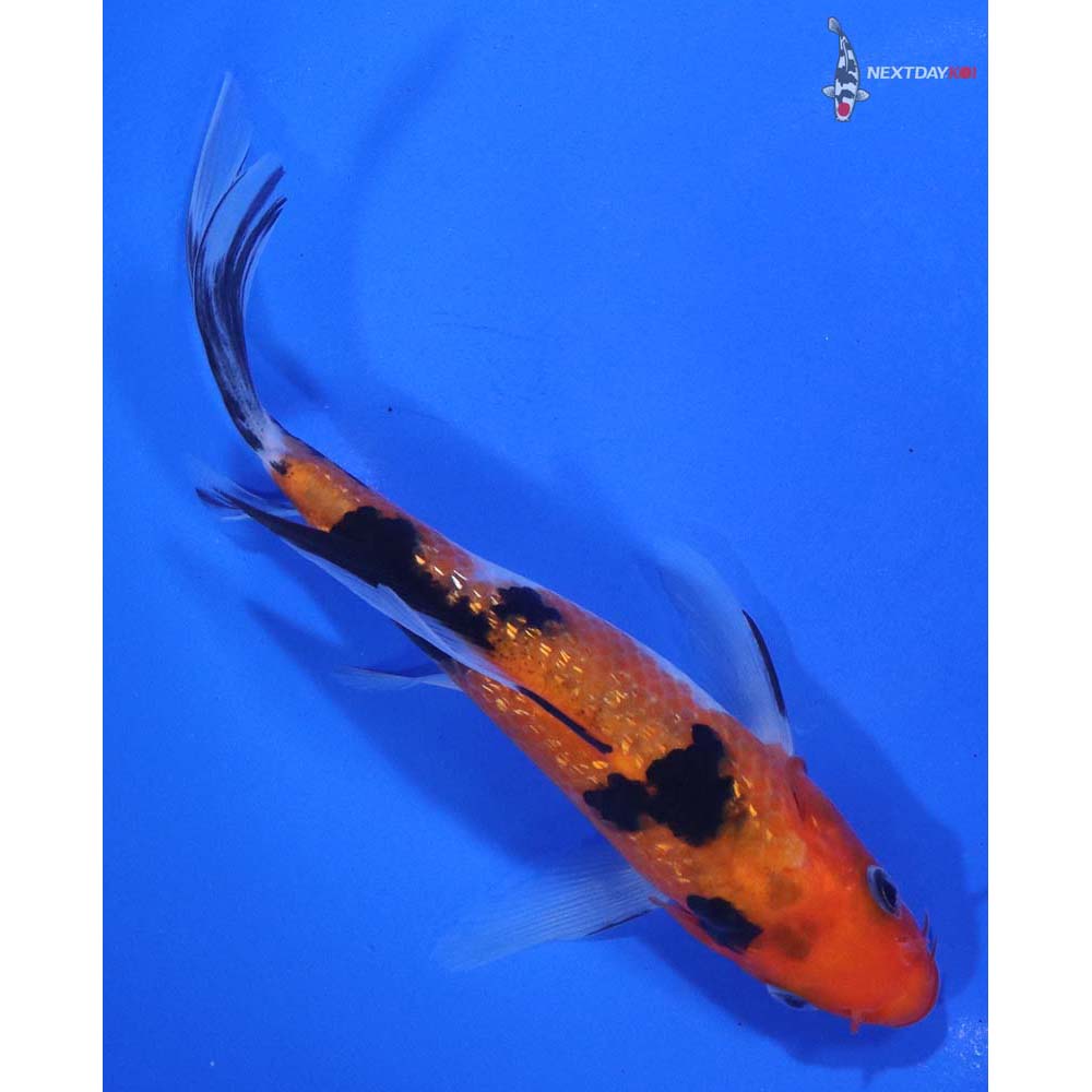 5.5” Imported Gin Rin Sanke Butterfly Koi - Image 3