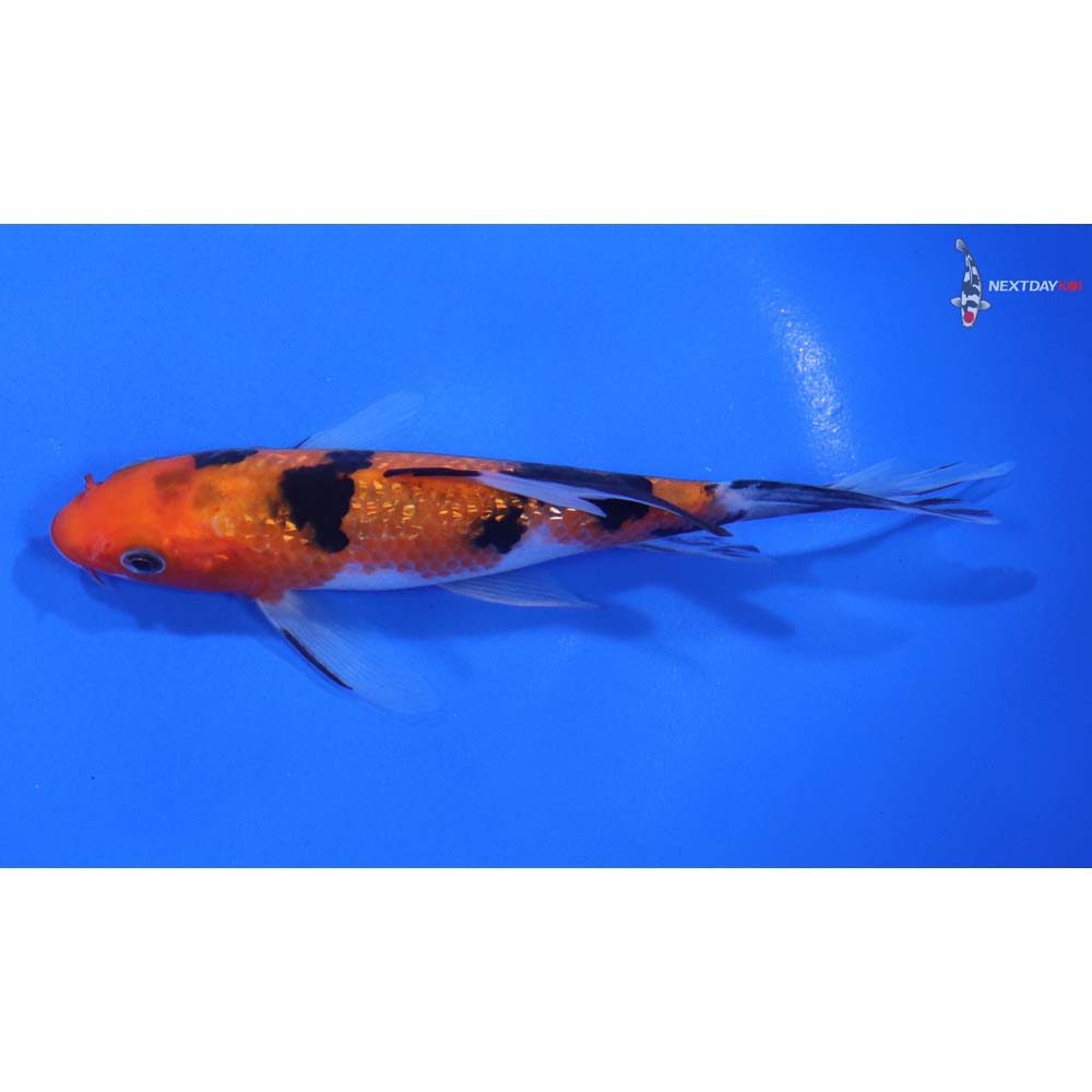 5.5” Imported Gin Rin Sanke Butterfly Koi - Image 4