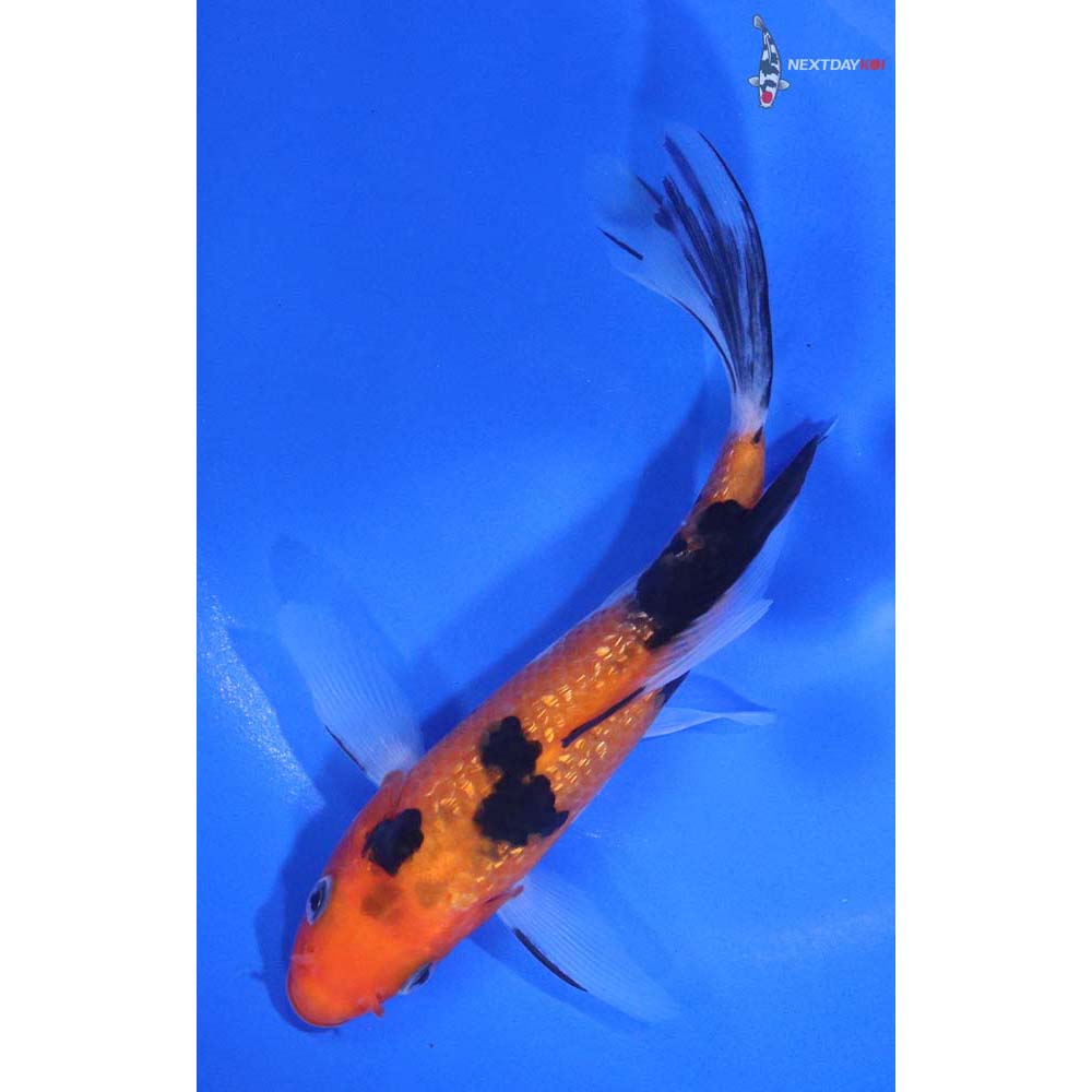 5.5” Imported Gin Rin Sanke Butterfly Koi - Image 5