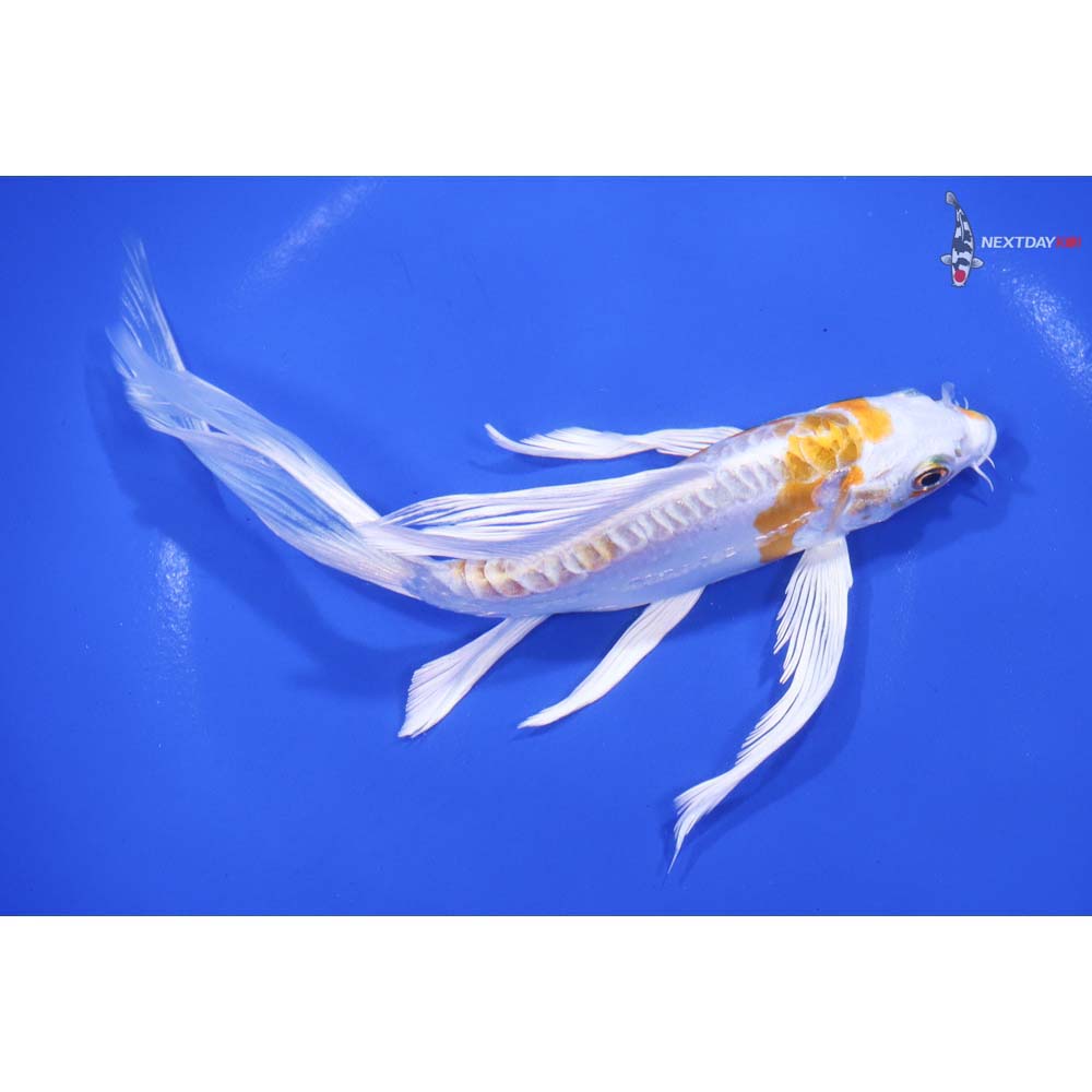 7” Imported Kikusui Butterfly Koi - Image 2