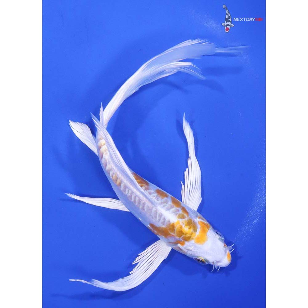 7” Imported Kikusui Butterfly Koi - Image 3