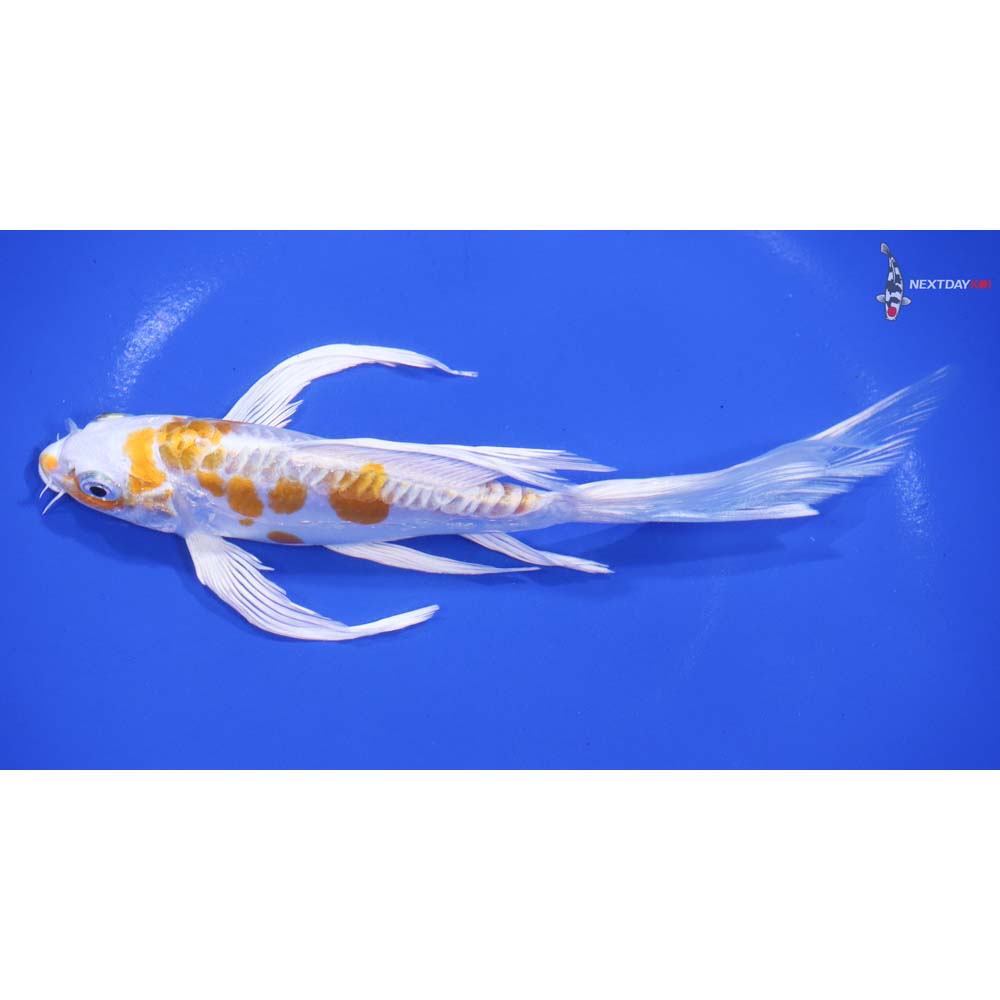 7” Imported Kikusui Butterfly Koi - Image 4