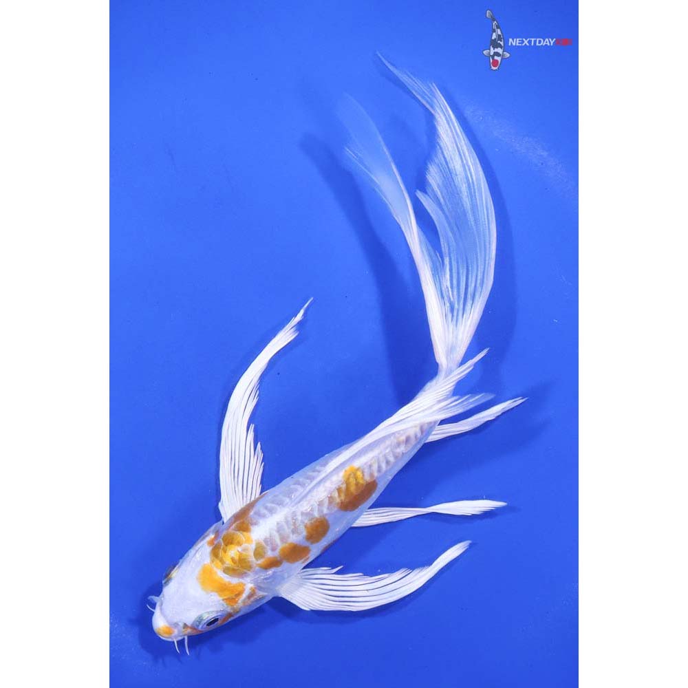 7” Imported Kikusui Butterfly Koi - Image 5