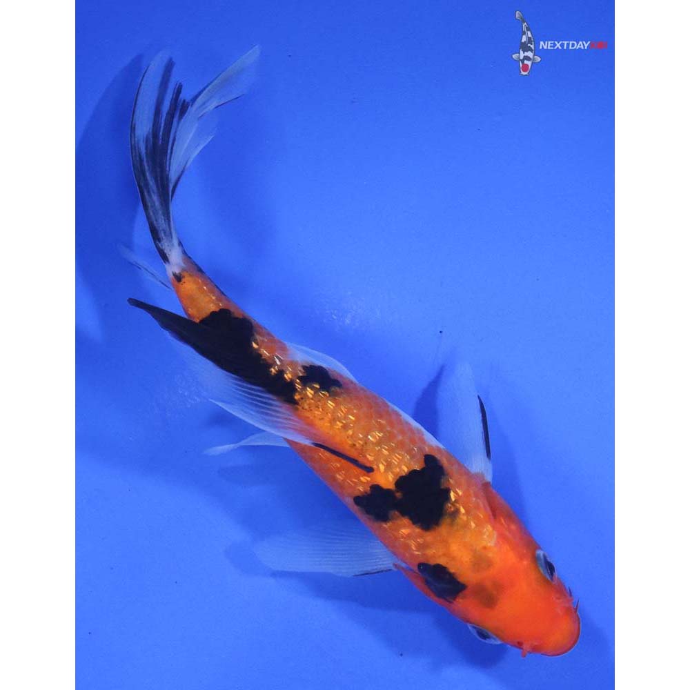 5.5” Imported Gin Rin Sanke Butterfly Koi