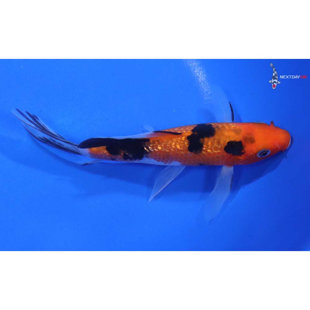 5.5” Imported Gin Rin Sanke Butterfly Koi - Image 2