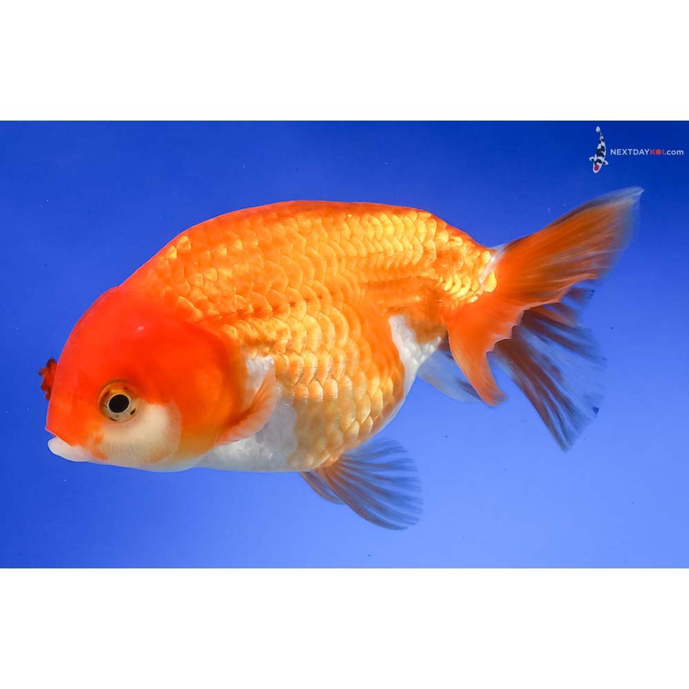 5” Imported Red and White Ranchu - Image 2