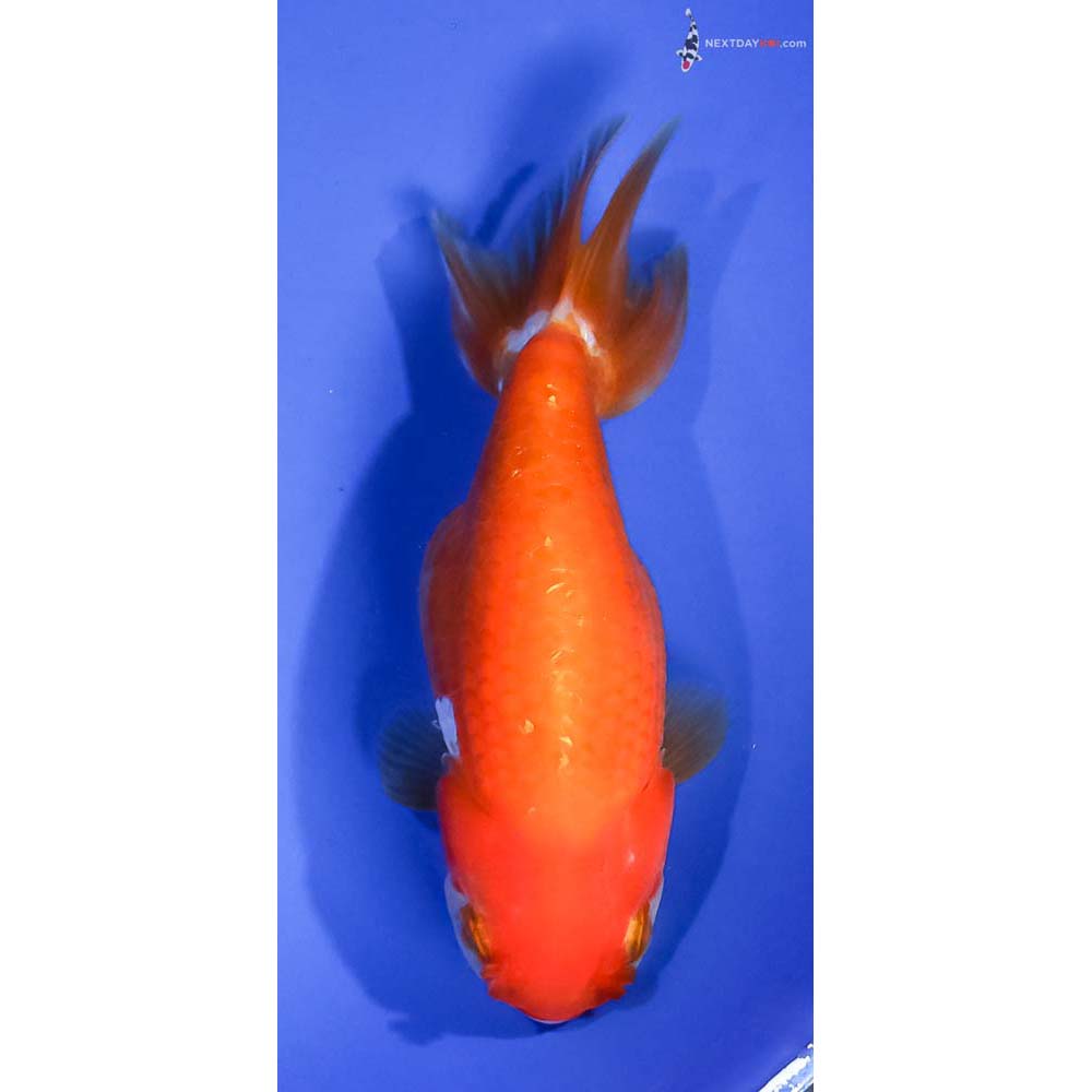 5” Imported Red and White Ranchu - Image 3