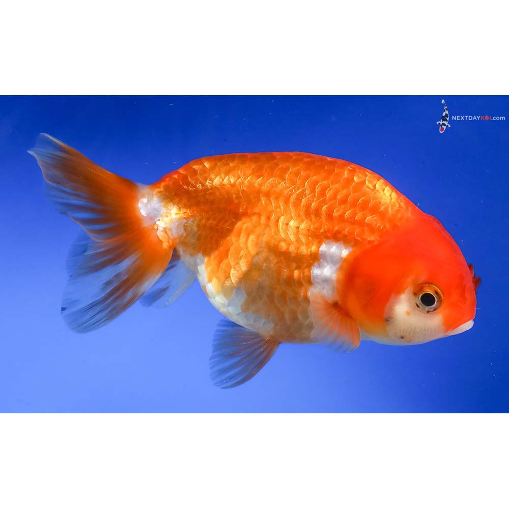 5” Imported Red and White Ranchu
