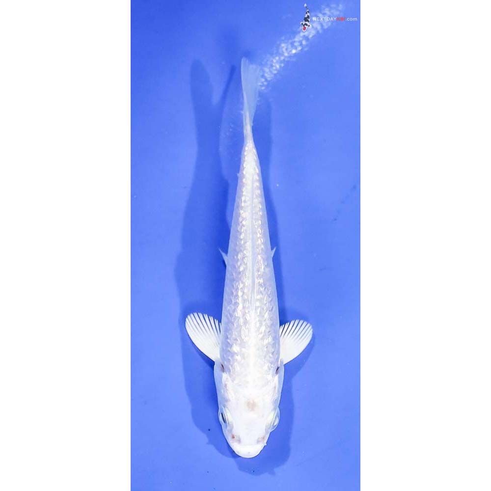 4” Imported Gin Rin Platinum Ogon