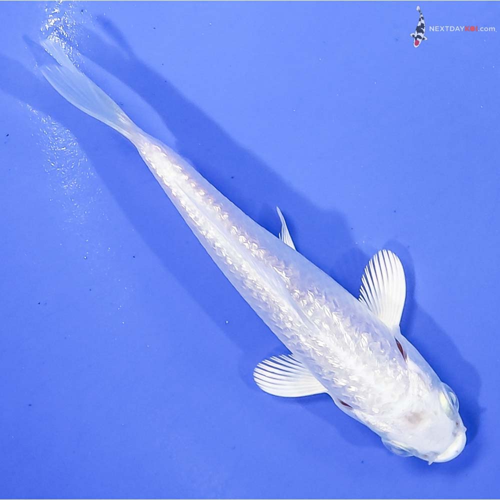 4” Imported Gin Rin Platinum Ogon - Image 3