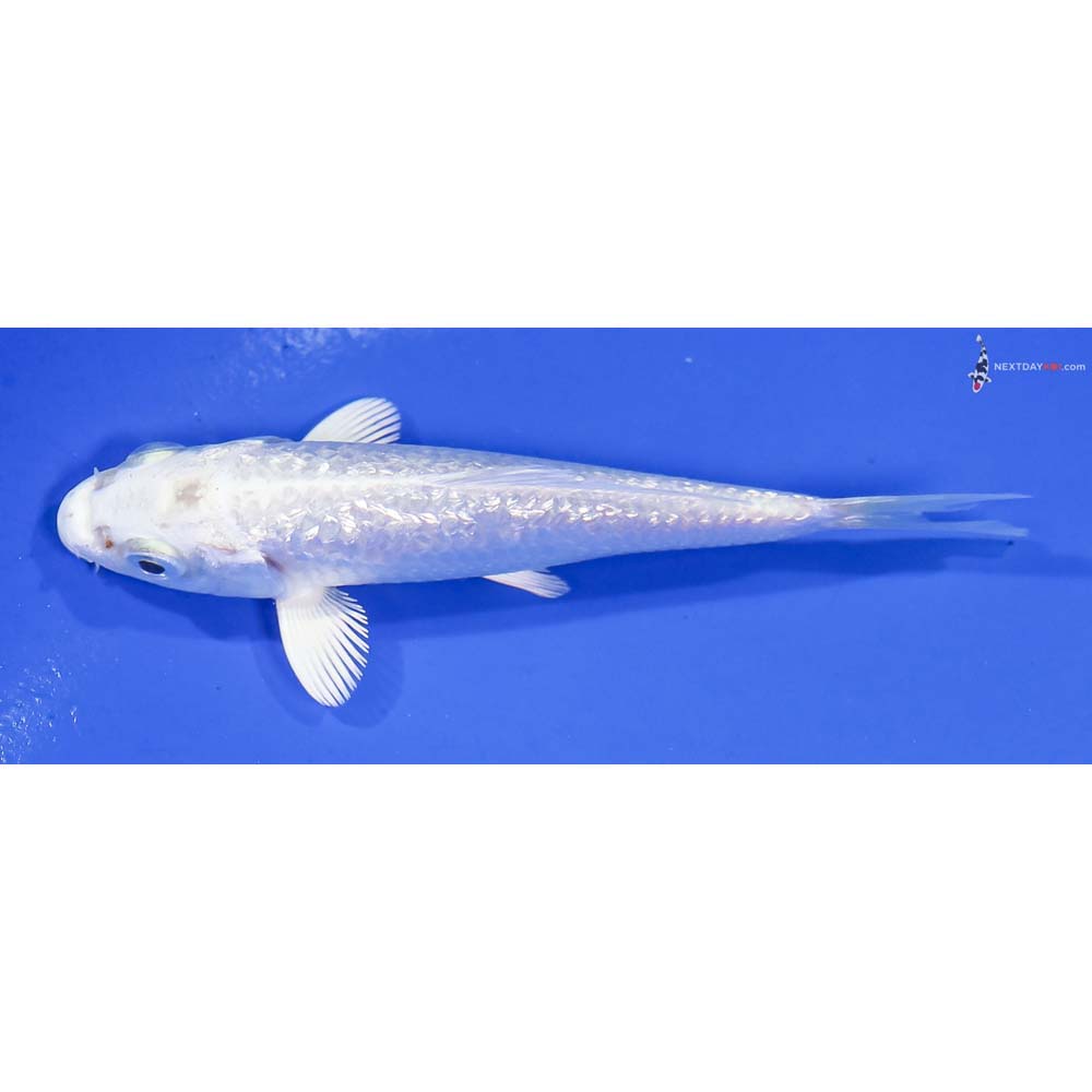 4” Imported Gin Rin Platinum Ogon - Image 4