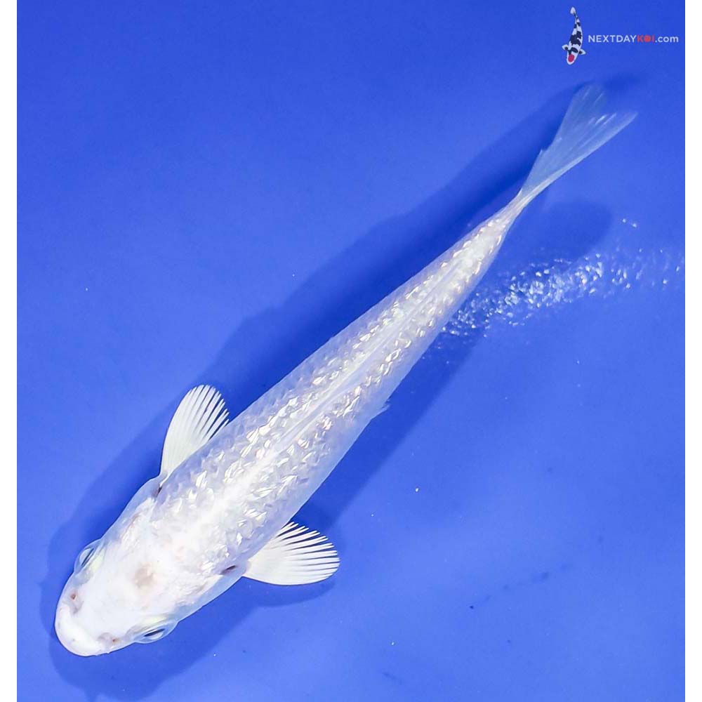 4” Imported Gin Rin Platinum Ogon - Image 5