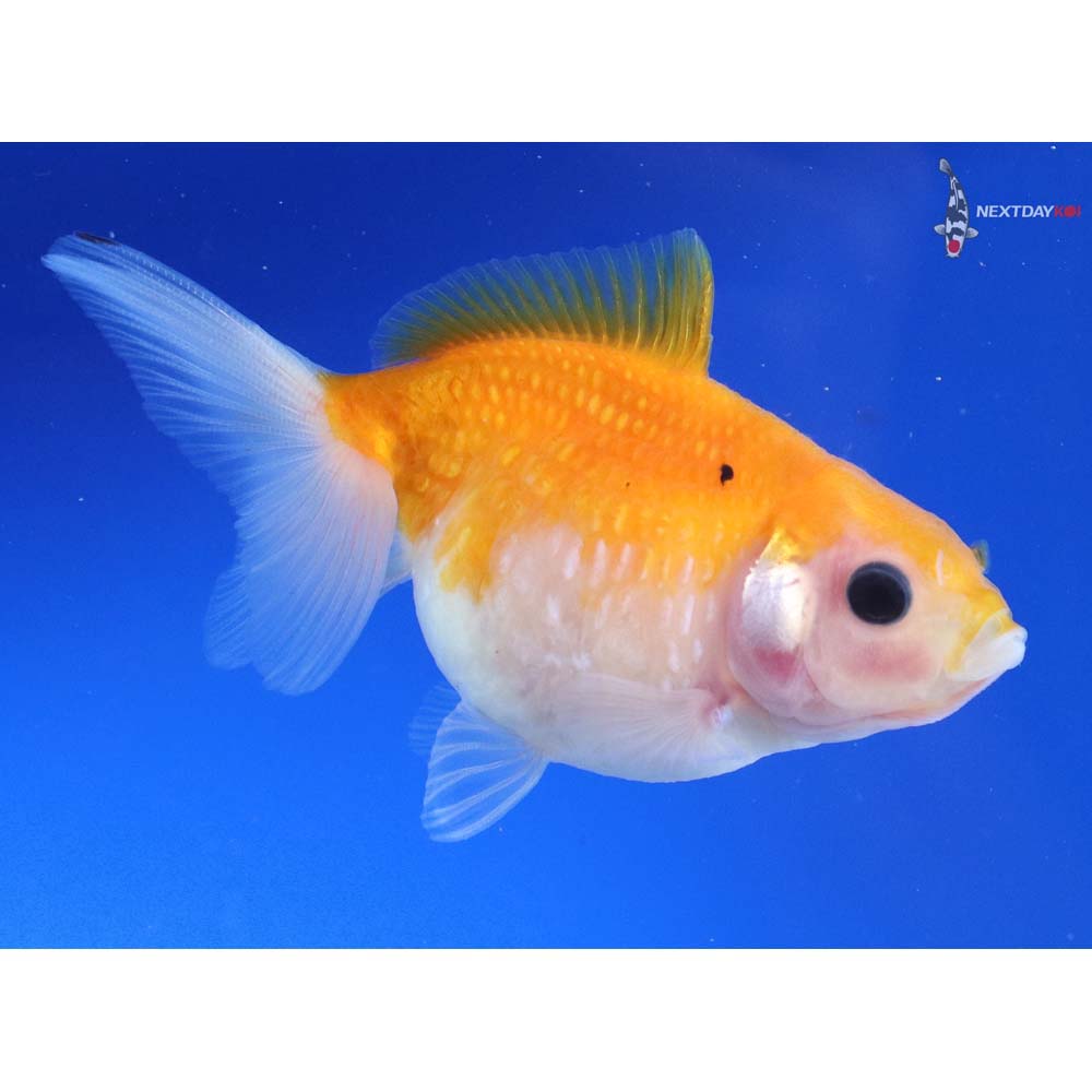 3” Imported Calico Pearlscale - Image 2