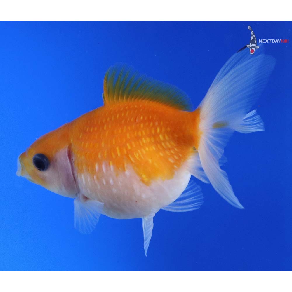 3” Imported Calico Pearlscale - Image 3