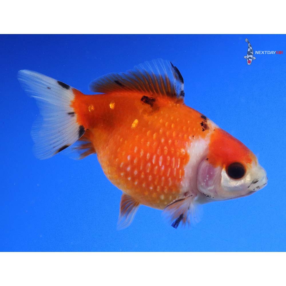 3” Imported Calico Pearlscale - Image 4