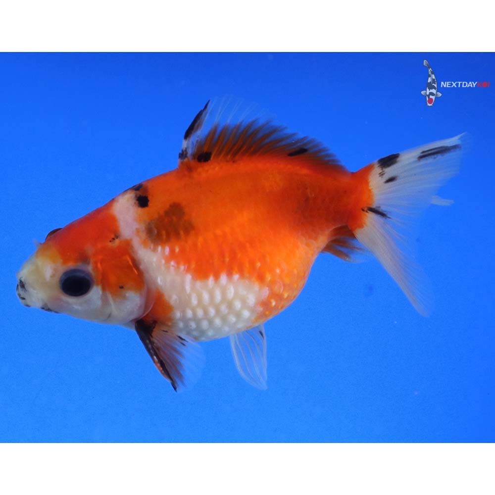 3” Imported Calico Pearlscale - Image 5