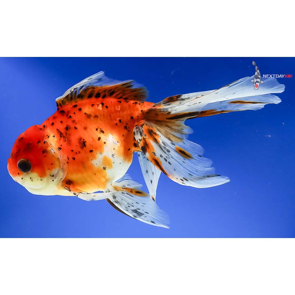 7.5” Imported Calico Oranda - Image 5
