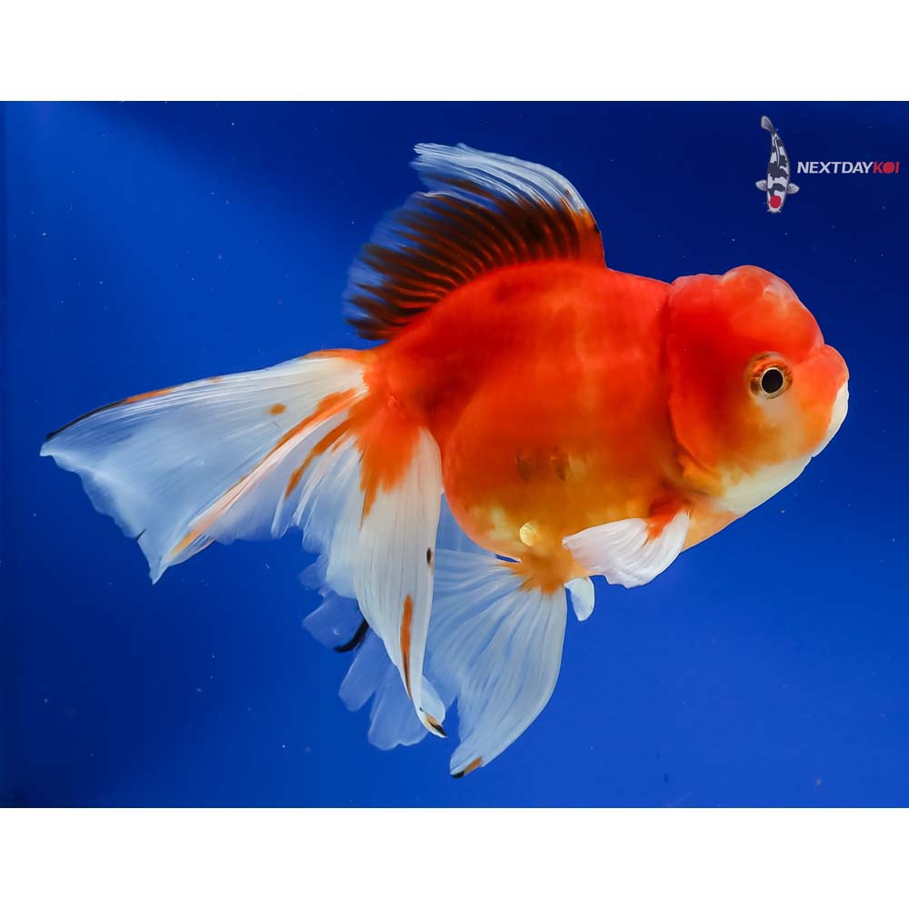 7.5” Imported Male Red and White Oranda