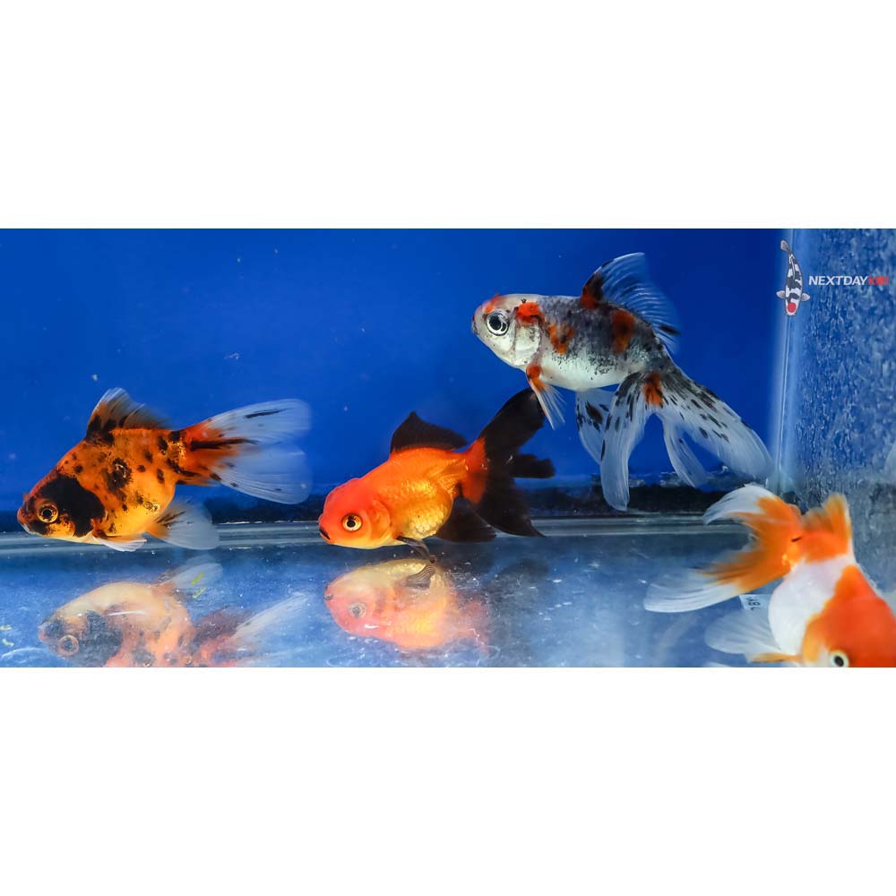 Lot of (4) 2.5-3.5” Imported Assorted Fantail - Image 2