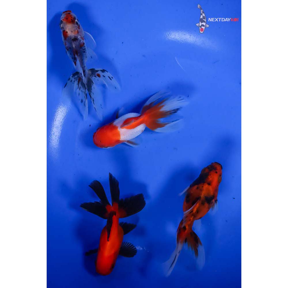 Lot of (4) 2.5-3.5” Imported Assorted Fantail - Image 3