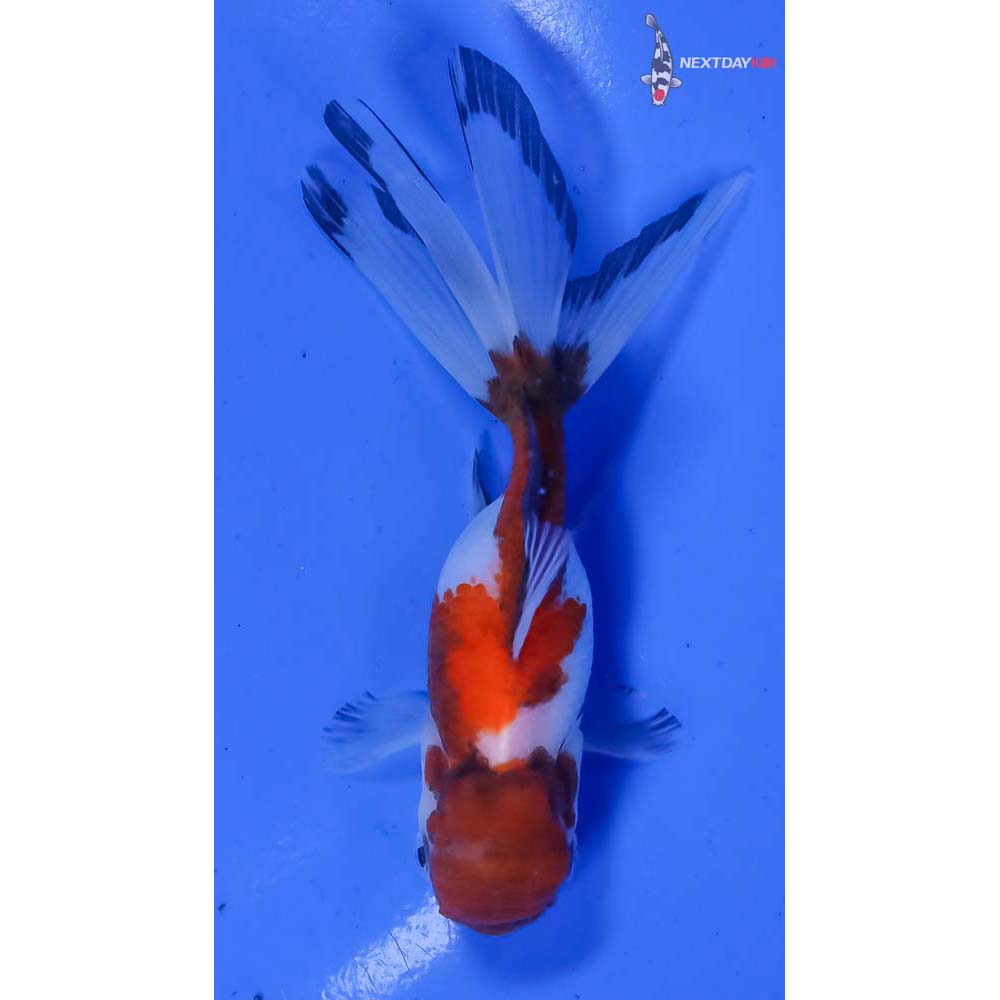 4.5” Imported Tri Color Panda Oranda - Image 3