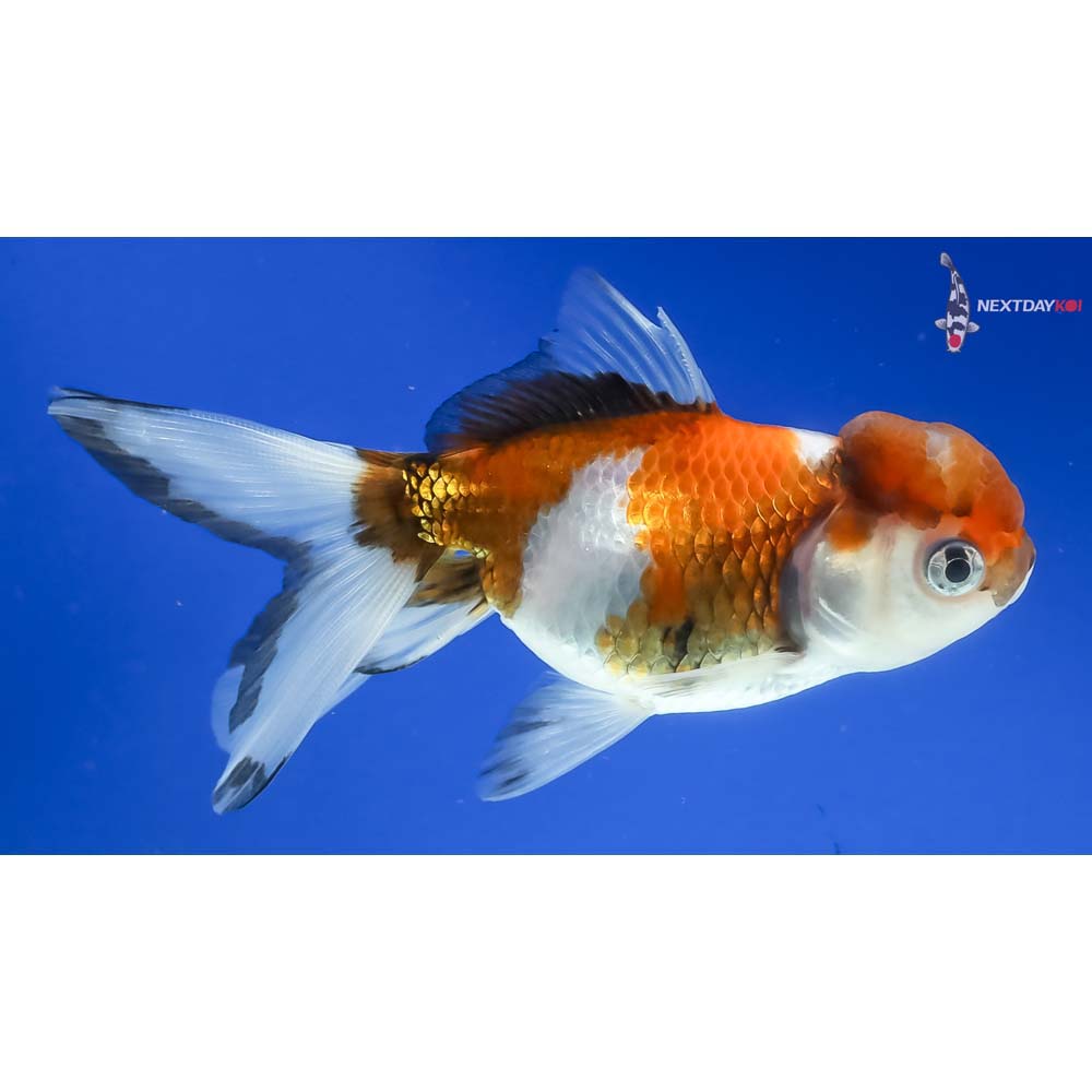 4.5” Imported Tri Color Panda Oranda - Image 4