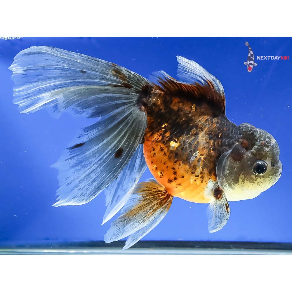 8” Imported Calico Oranda