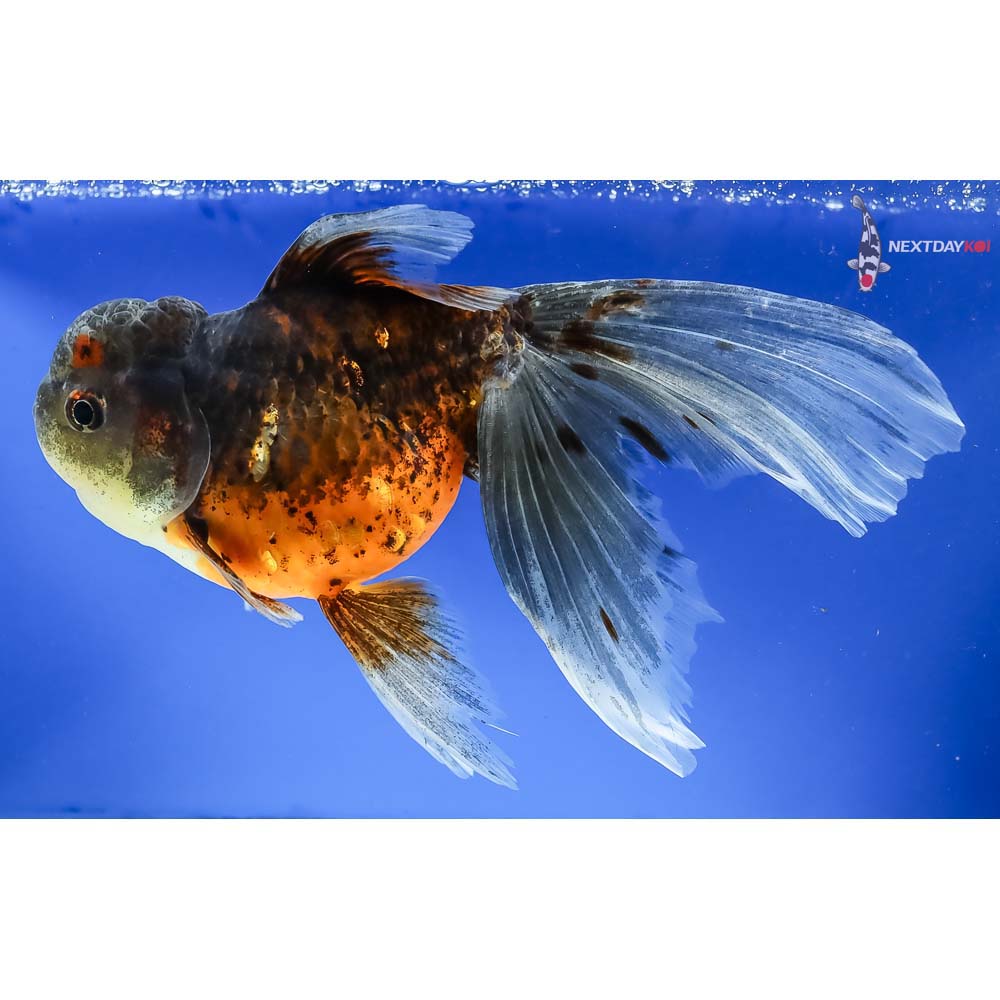 8” Imported Calico Oranda - Image 2