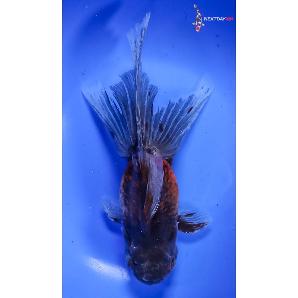 8” Imported Calico Oranda - Image 3