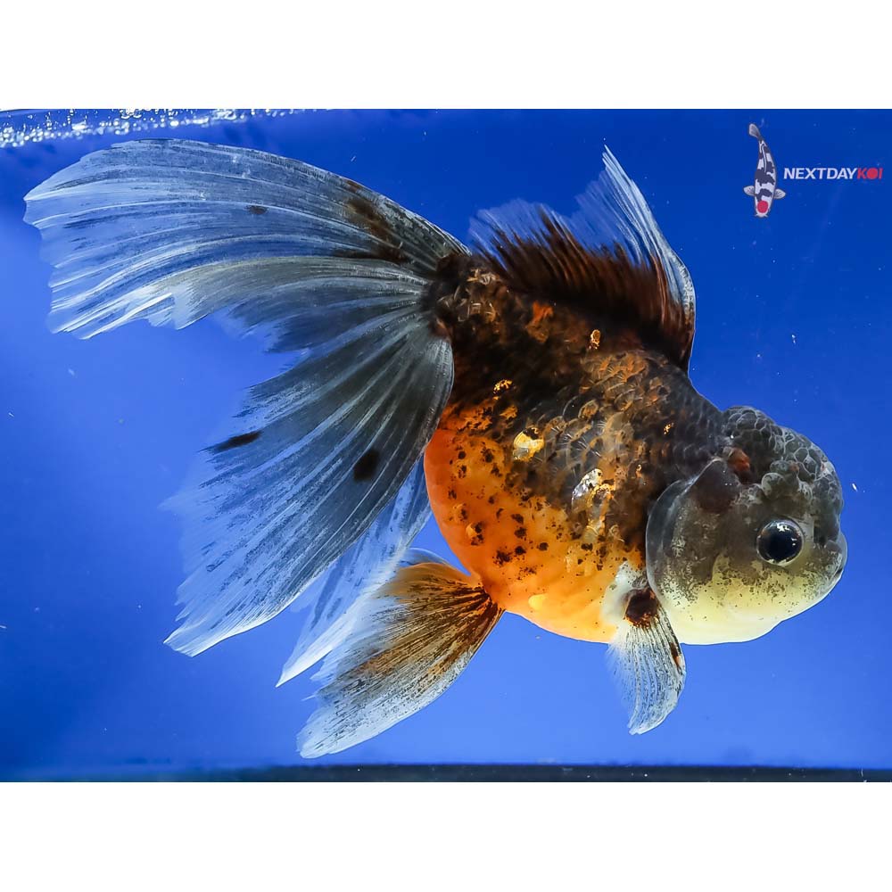 8” Imported Calico Oranda - Image 4