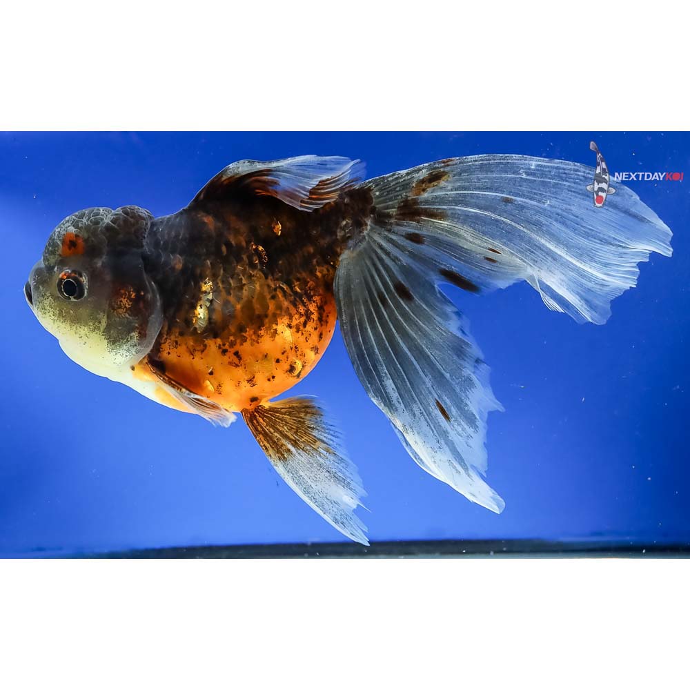 8” Imported Calico Oranda - Image 5