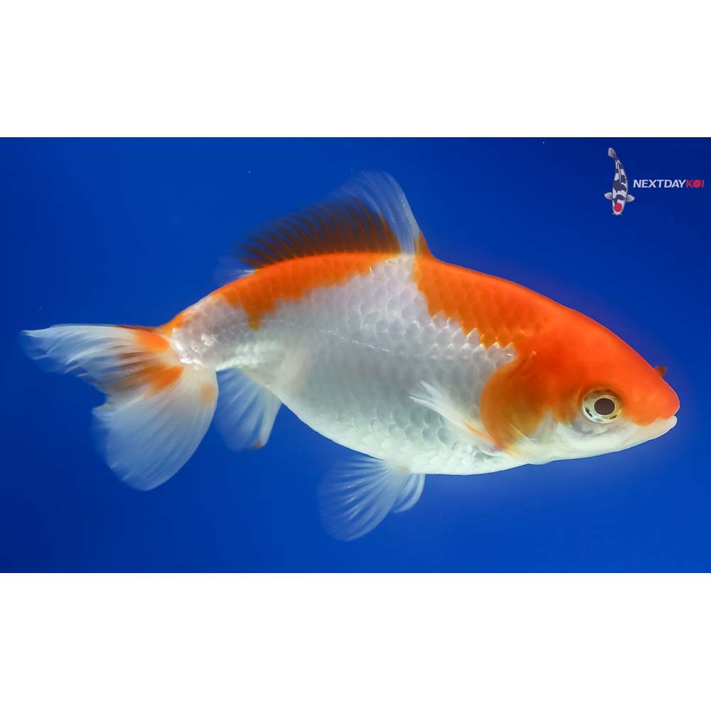 4.5” Imported Red and White Wakin - Image 2