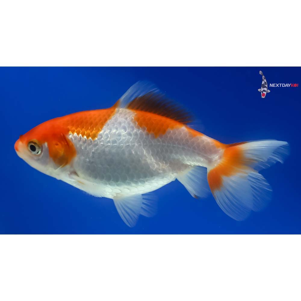 4.5” Imported Red and White Wakin - Image 3