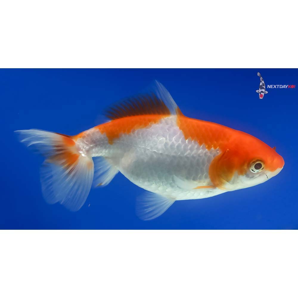 4.5” Imported Red and White Wakin - Image 4