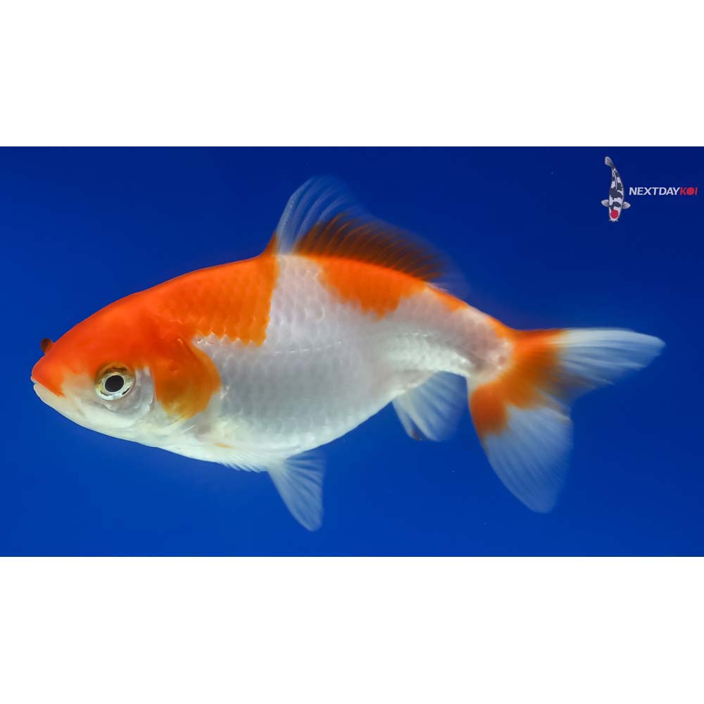 4.5” Imported Red and White Wakin - Image 5