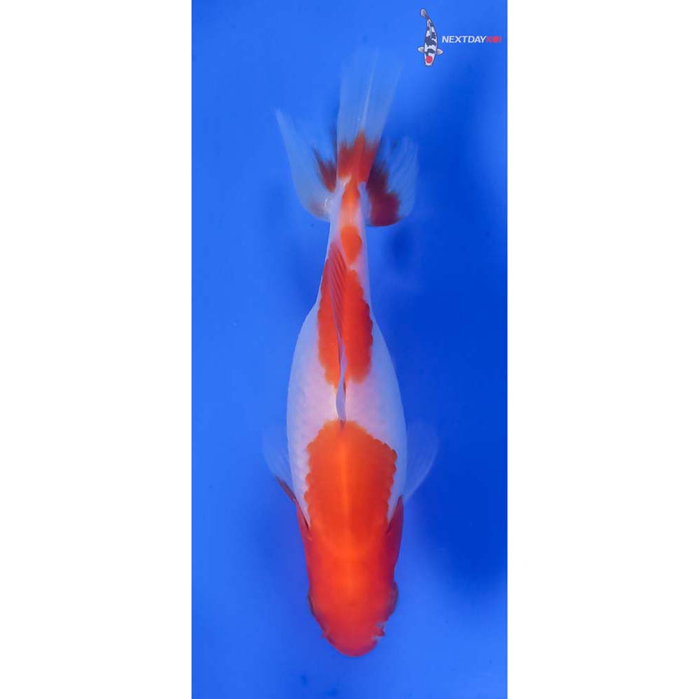 4.5” Imported Red and White Wakin