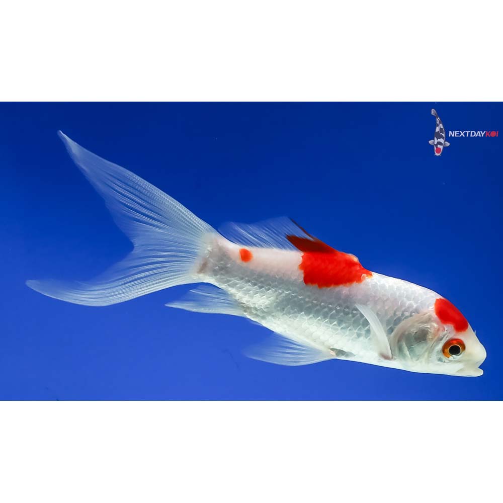 5.5” Sarasa Comet - Image 4