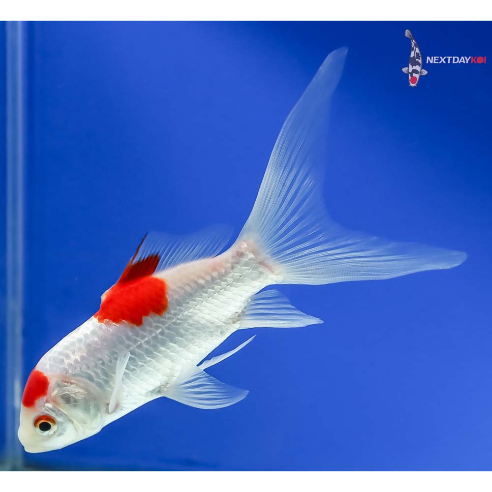 5.5” Sarasa Comet - Image 5