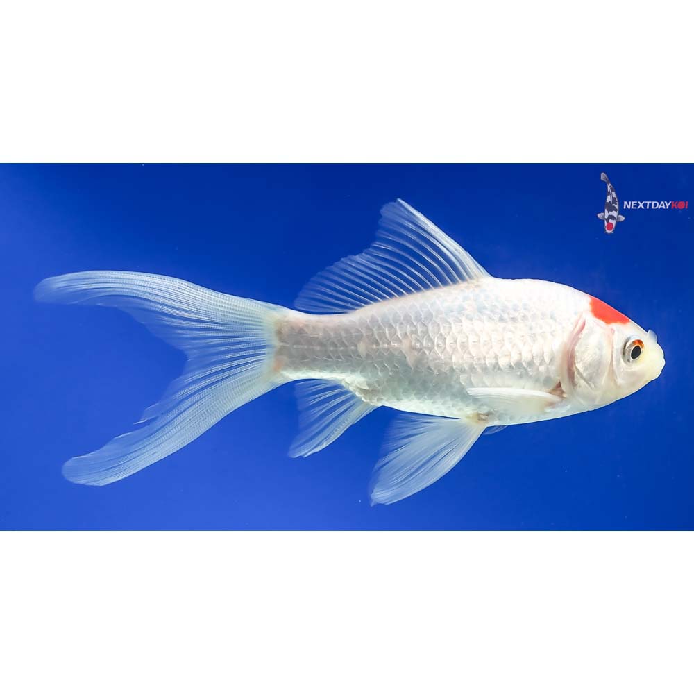 5.5” Sarasa Comet - Image 2