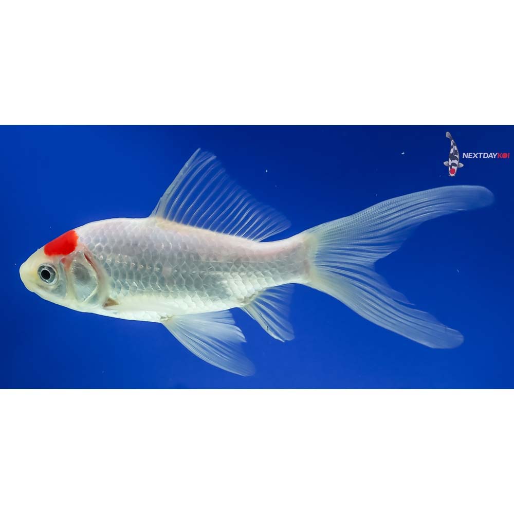 5.5” Sarasa Comet - Image 3