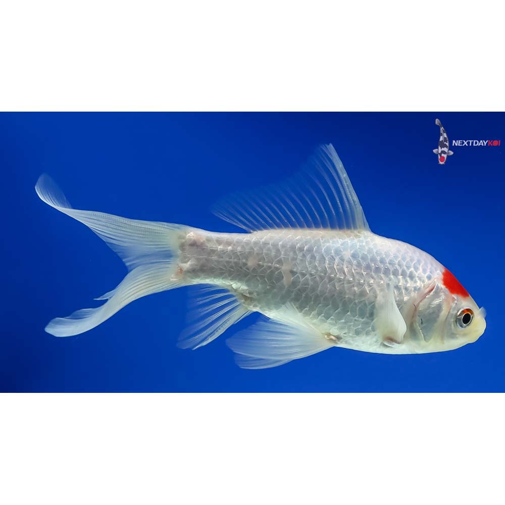 5.5” Sarasa Comet - Image 4