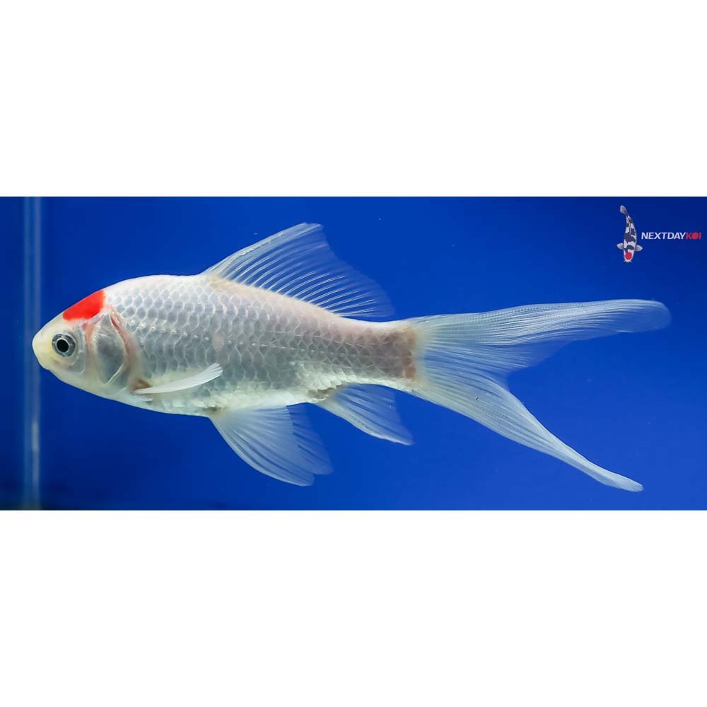 5.5” Sarasa Comet - Image 5