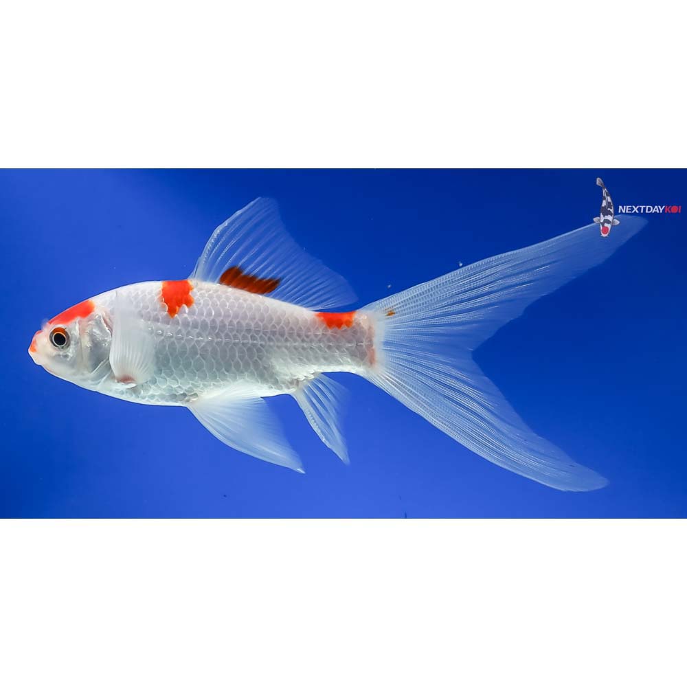 6” Sarasa Comet - Image 3