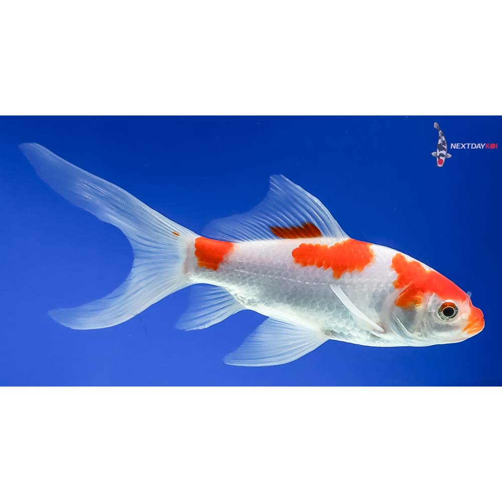 6” Sarasa Comet - Image 4